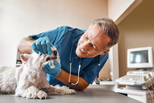 Best Emergency Root Canal Treatment in Pleasant Valley, MO
